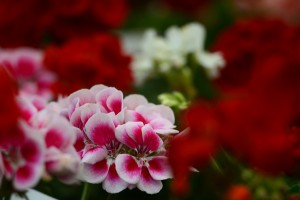 ガーデニングショップにて