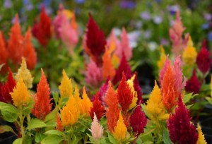 ガーデニングショップにて