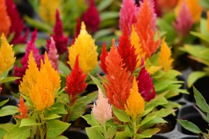 ガーデニングショップにて