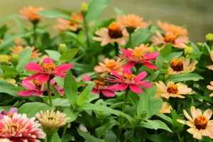 ガーデニングショップにて