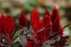 ガーデニングショップにて