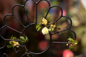 ガーデニングショップ