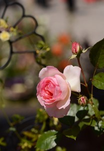 ガーデニングショップ