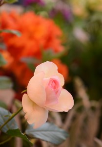 ガーデニングショップ