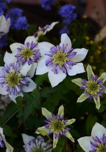 ガーデニングショップ