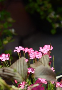 ガーデニングショップ