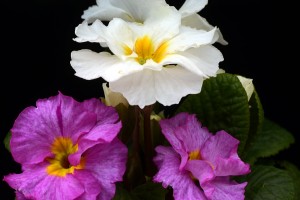 ガーデニングショップにてⅢ