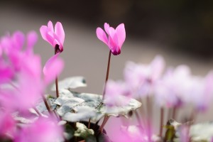 シクラメン