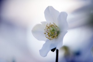 ガーデニングショップにて