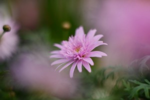 ガーデニングショップにてⅣ