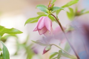 ガーデニングショップにてⅣ