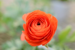 ガーデニングショップにてⅣ