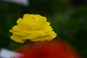 ガーデニングショップにてⅣ