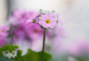 ガーデニングショップにてⅣ