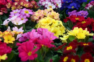 ガーデニングショップにてⅣ