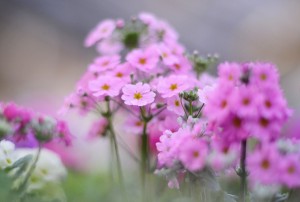 ガーデニングショップにてⅣ