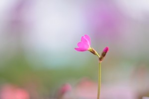 ガーデニングショップにてⅣ