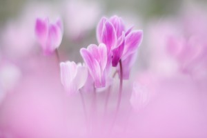 ガーデニングショップにて