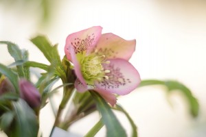 ガーデニングショップにてⅣ