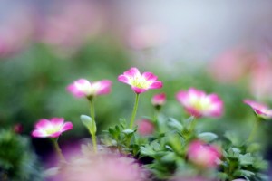 ガーデニングショップにてⅣ