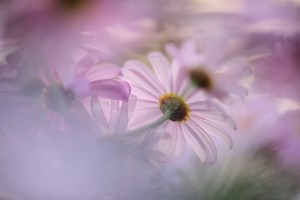 ガーデニングショップにてⅠ