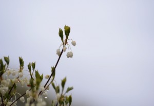 ドウダンツツジ