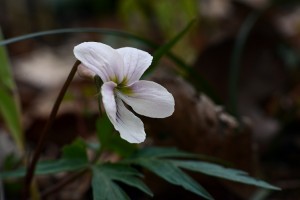 エイザンスミレ