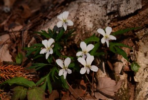 エイザンスミレ