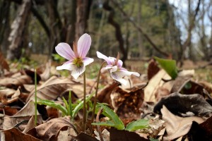 エイザンスミレ