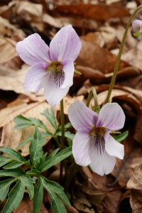 エイザンスミレ