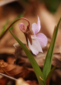 エイザンスミレ