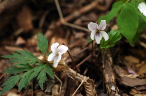 エイザンスミレ