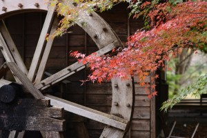 水車にもみじ