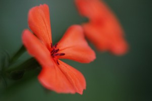 フシグロセンノウ