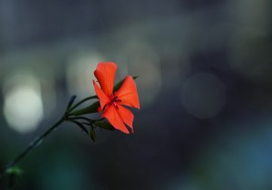 フシグロセンノウ