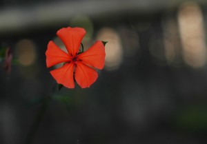 フシグロセンノウ