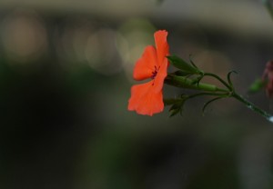 フシグロセンノウ