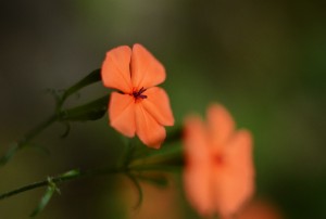 フシグロセンノウ