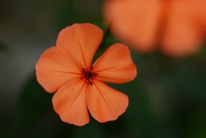 フシグロセンノウ