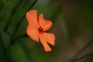 フシグロセンノウ