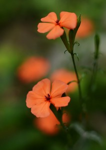 フシグロセンノウ