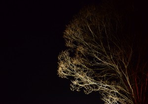 冬枯れの木をライトアップ