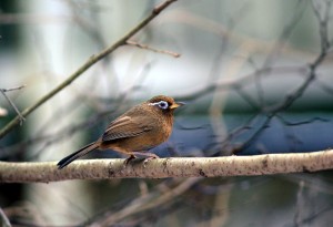 ガビチョウ