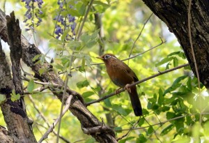 ガビチョウ ガビチョウ