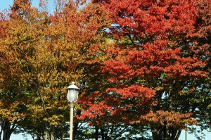 街灯と紅葉