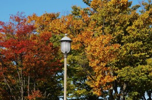 街灯と紅葉