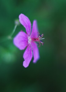 グンナイフウロ