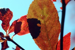 赤い葉