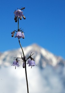 ハクサンシャジン