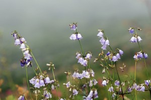 ハクサンシャジン